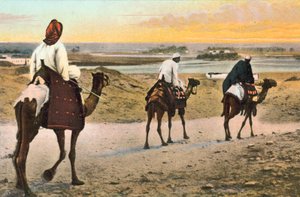 Camels, North Africa by European Photographer
